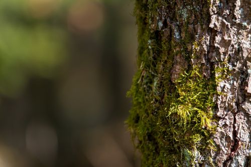 tree bark nature