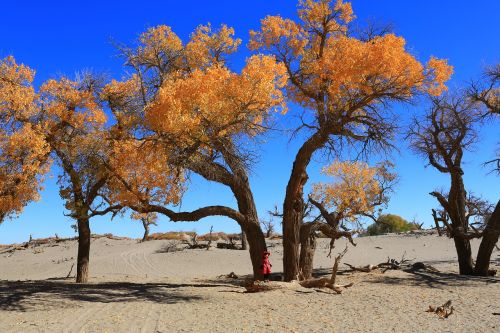 tree nature landscape