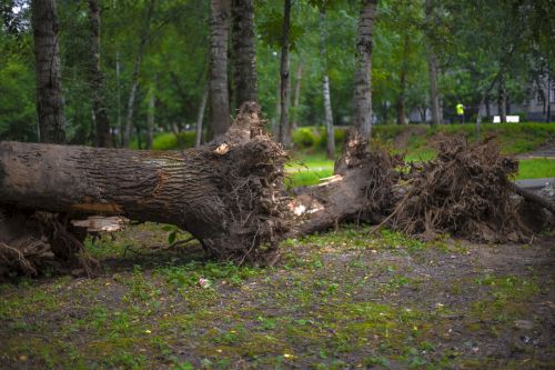 tree wood nature