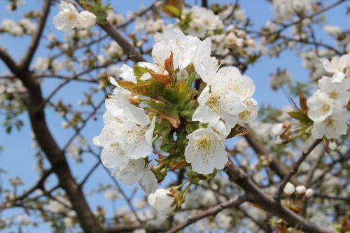 tree blossom bloom