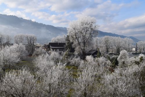 tree nature landscape