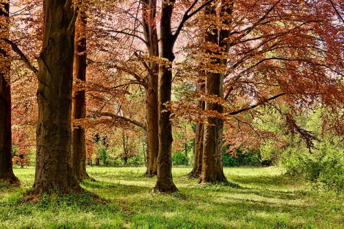 tree spring park