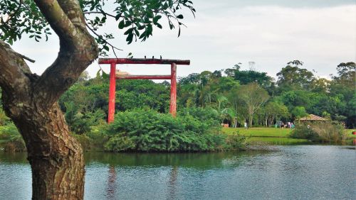 tree nature body of water