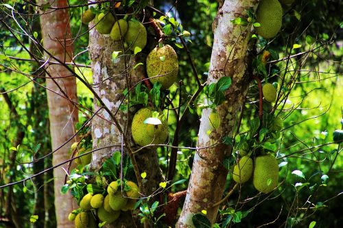 tree nature fruit