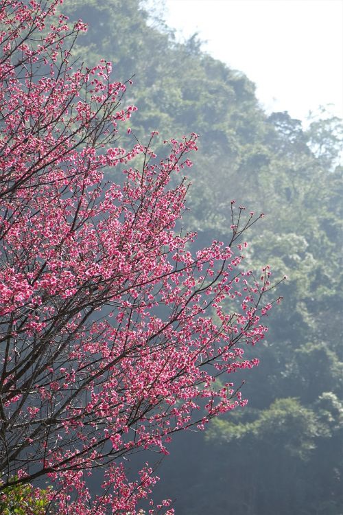 tree cherry wood cherry blossoms
