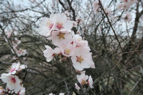 tree almond tree flower