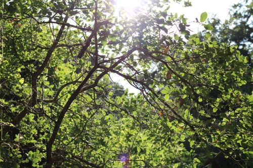 tree nature leaf