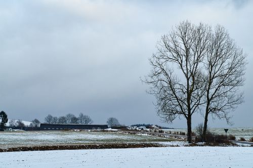 tree winter landscape