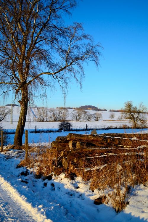 tree nature landscape