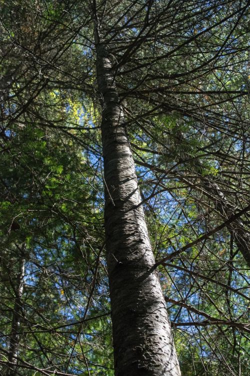 tree nature wood