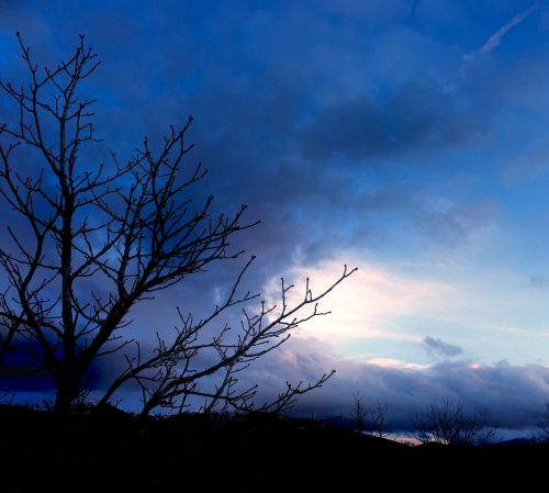 tree landscape nature