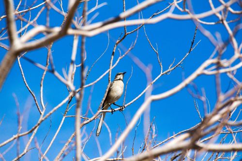 tree nature outdoors