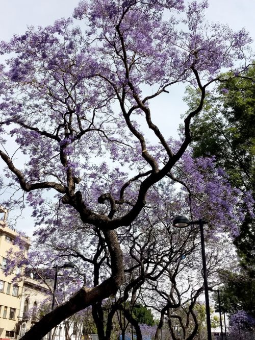 tree branch nature