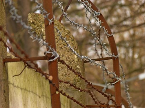 tree nature the fence