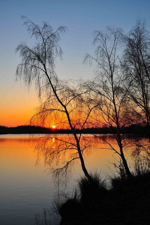 tree dawn nature