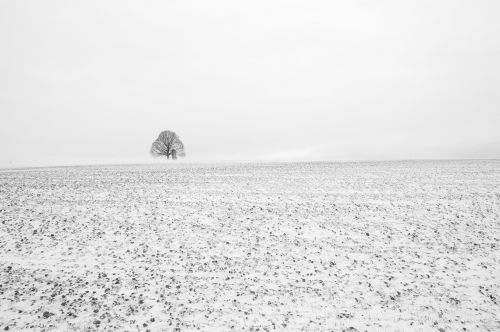 tree black and white fog