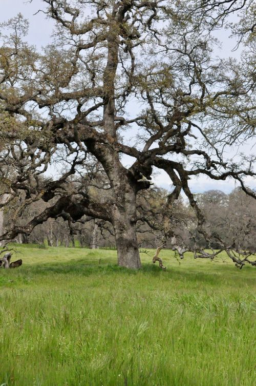 tree landscape nature