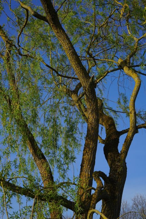 tree log pasture