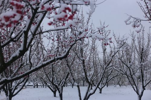 tree branch season