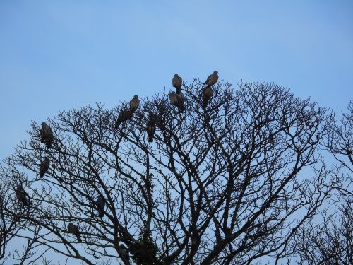 tree branch sky