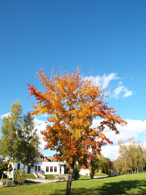 tree autumn nature