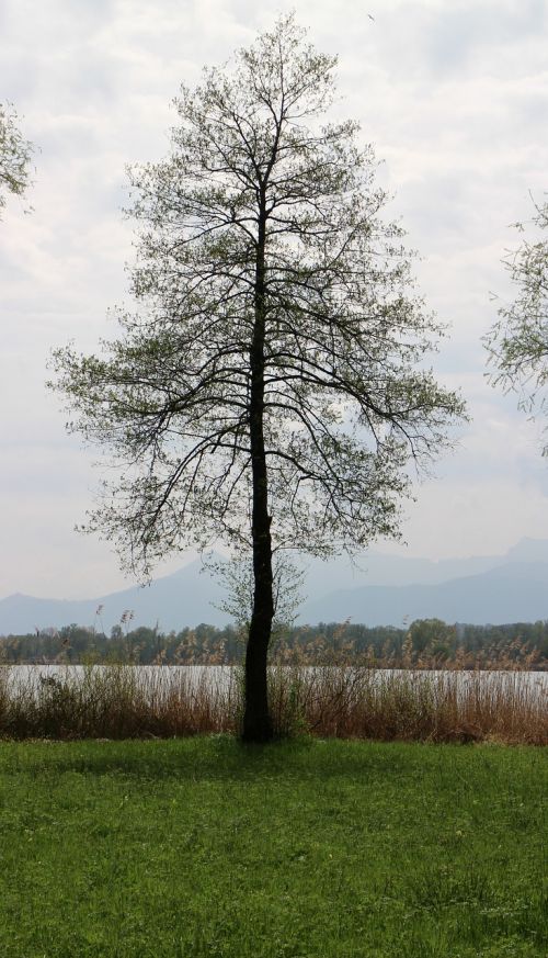 tree lakeside bank