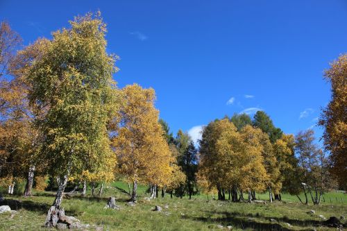 tree nature landscape