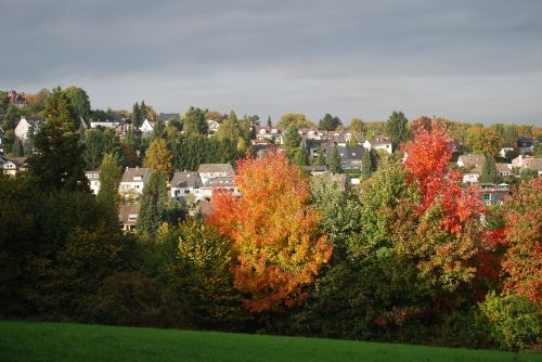 tree nature autumn