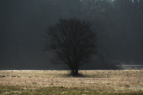 tree fog dawn