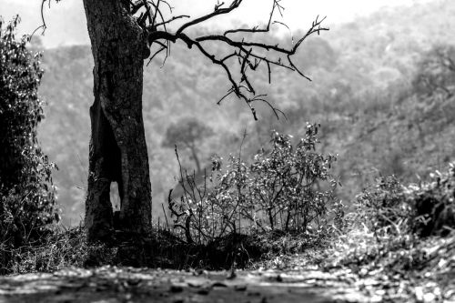 tree nature fog