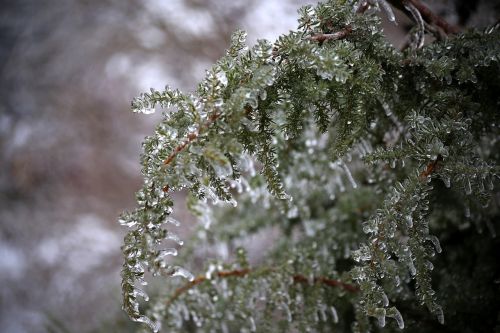 tree winter leann