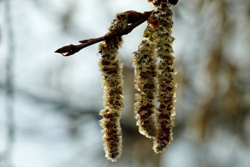 tree winter nature