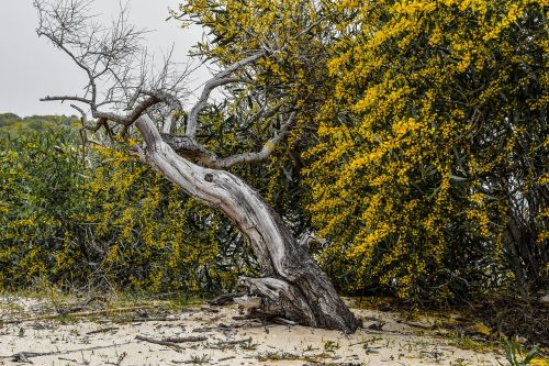 tree dried nature