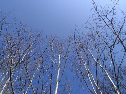 tree nature sky