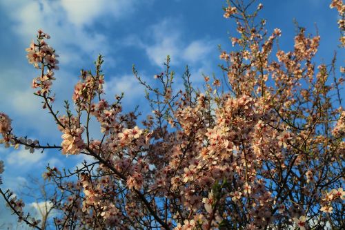 tree almond nature