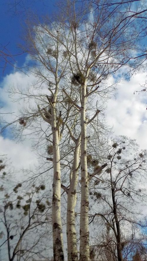 tree winter nature