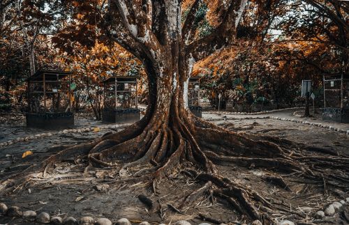 tree nature wood