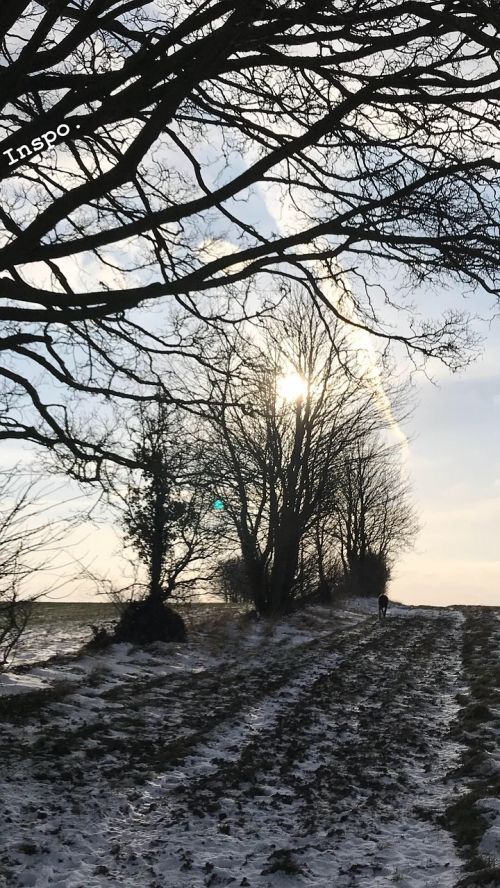 tree nature winter