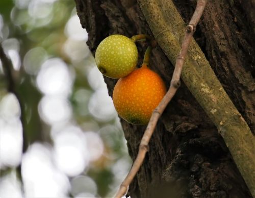 tree fruit nature