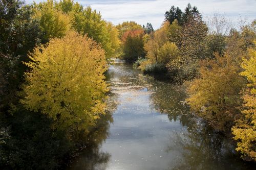 tree nature landscape