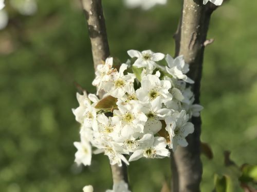 tree nature plant