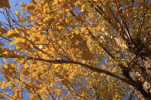 tree fall season