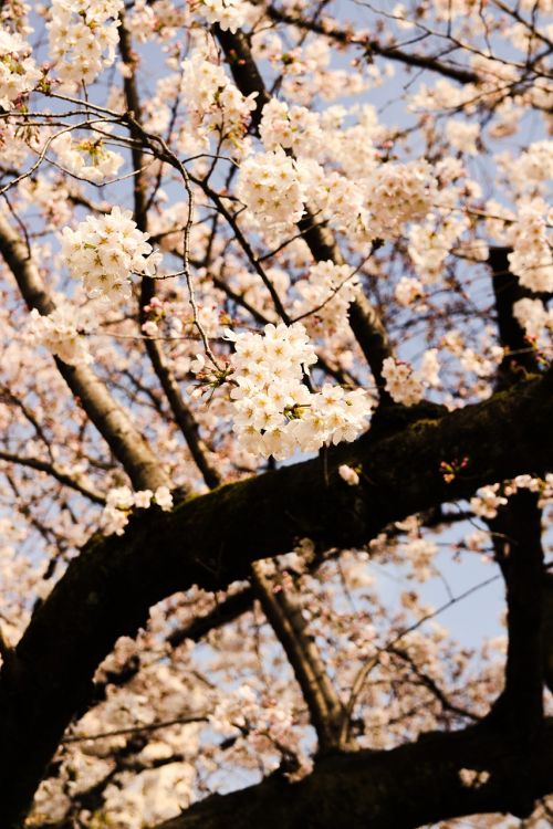 tree branch nature