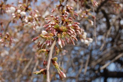 tree nature outdoors