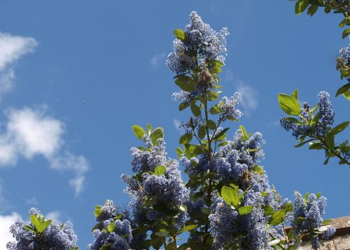 tree flora nature