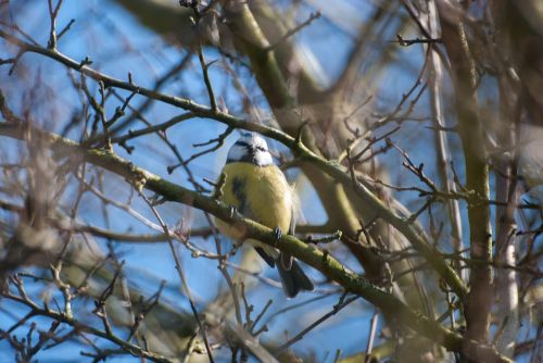 tree nature bird