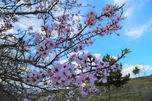 tree flower plant