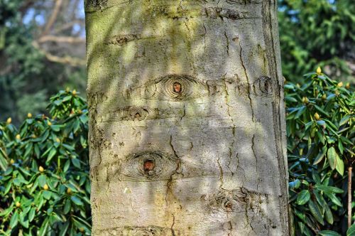 tree trunk tree trunk