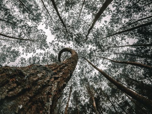 tree wood nature