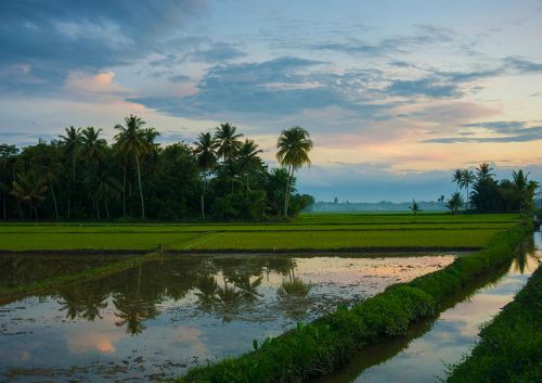 tree water landscape